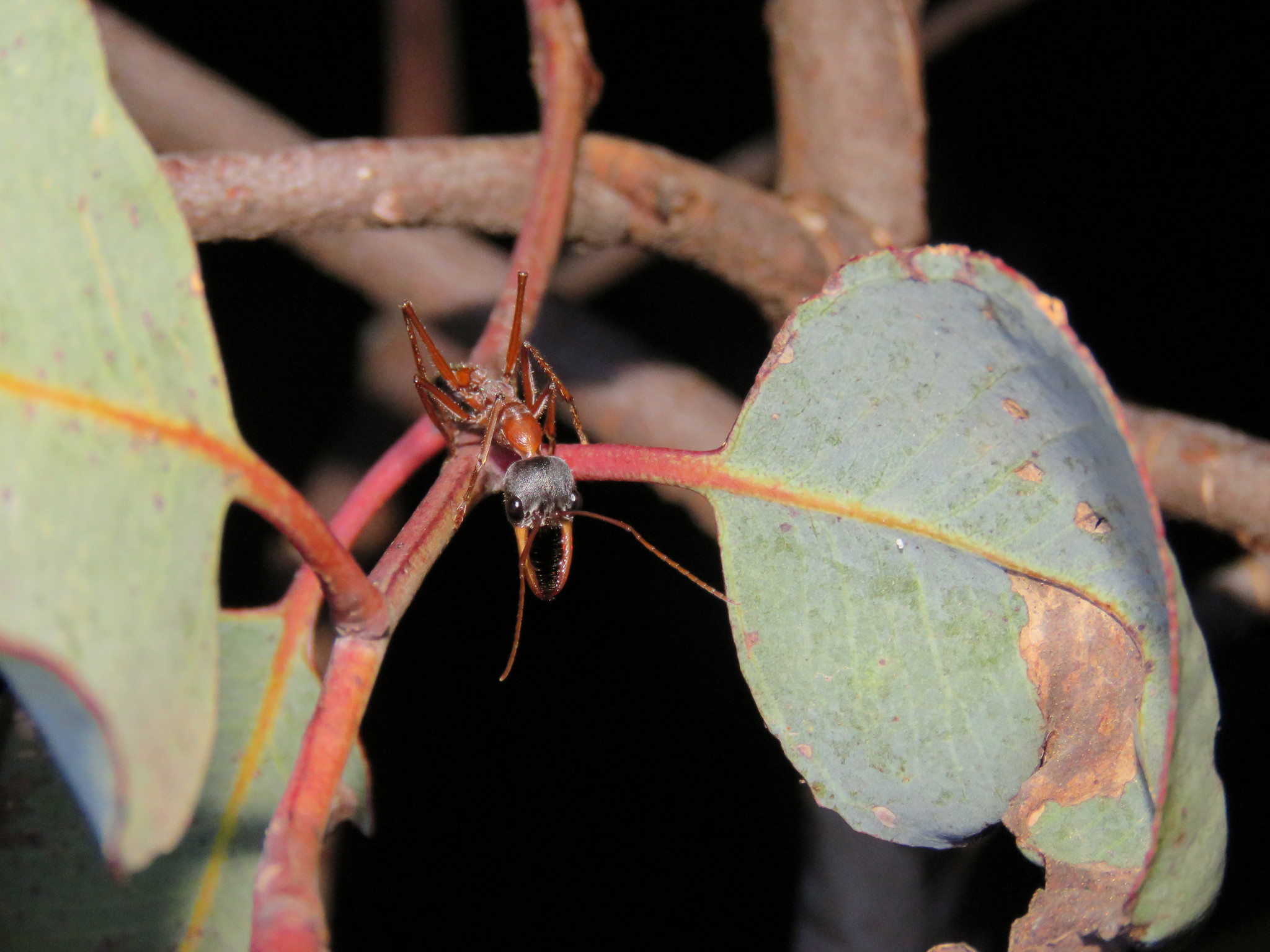 Myrmecia forceps