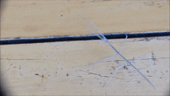 Bacillidae