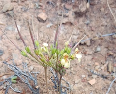 Pelargonium luteolum