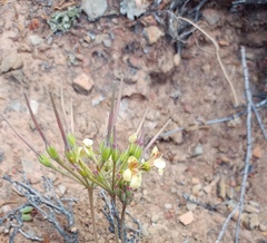 Pelargonium luteolum