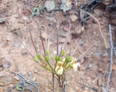 Pelargonium luteolum