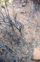 Pelargonium luteolum