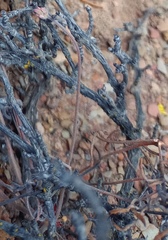 Pelargonium luteolum