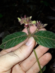 Palicourea iodotricha