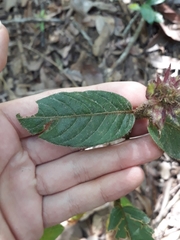 Palicourea iodotricha