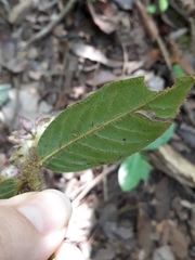 Palicourea iodotricha