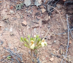 Pelargonium luteolum