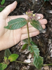 Palicourea iodotricha