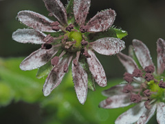 Microbotryum stellariae