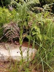 Zaluzianskya elongata