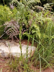 Zaluzianskya elongata