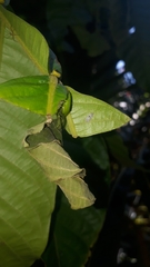 Attelabinae