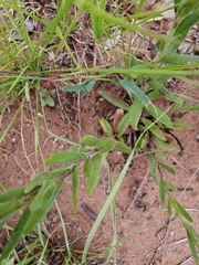 Zaluzianskya elongata