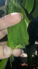 Attelabinae