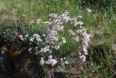 Gypsophila sambukii