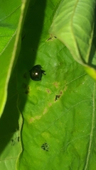 Attelabinae
