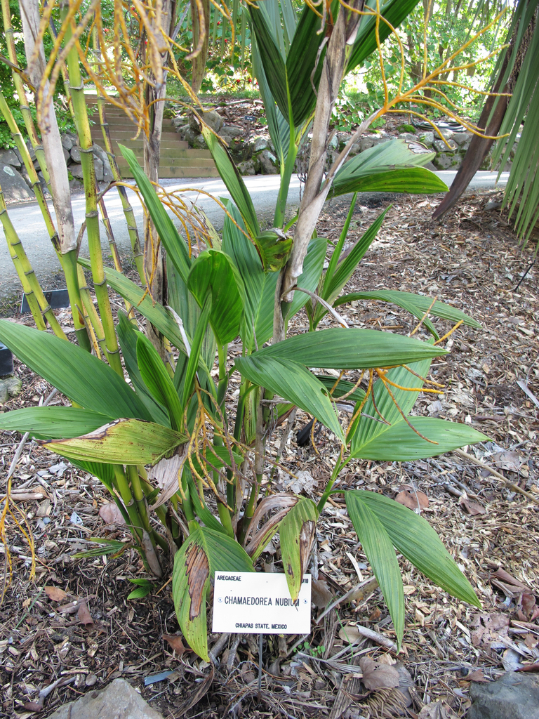 Parlor palm