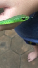 Philothamnus natalensis