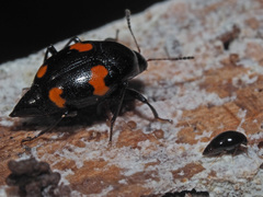 Scaphisoma agaricinum