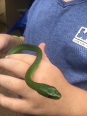 Philothamnus natalensis