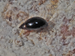 Scaphisoma agaricinum