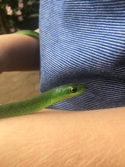 Philothamnus natalensis