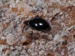 Scaphisoma agaricinum