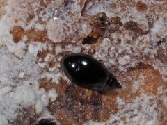 Scaphisoma agaricinum