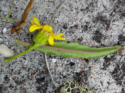 Senecio crispus