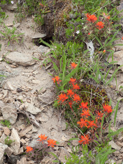 Castilleja rupicola