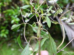 Procecidochares alani