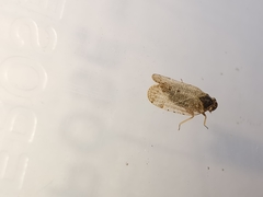 Tachycixius pilosus