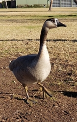 Anser cygnoides × Branta canadensis
