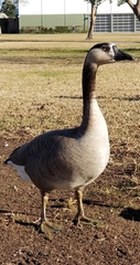 Anser cygnoides × Branta canadensis