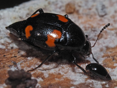 Scaphisoma agaricinum