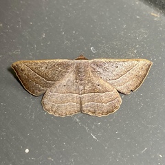 Nadagara xylotrema