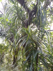 Freycinetia formosana