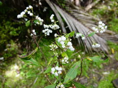 Procecidochares alani