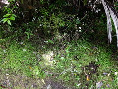 Procecidochares alani