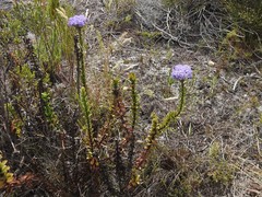 Pseudoselago pulchra