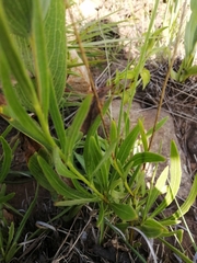 Dimorphotheca jucunda