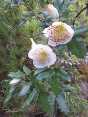 Eucryphia glutinosa