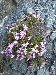 Ourisia microphylla