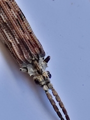 Tenomerga leucophaea