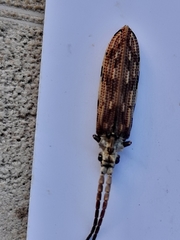 Tenomerga leucophaea