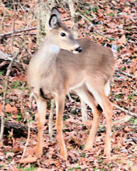 Odocoileus virginianus