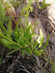 Dimorphotheca jucunda