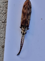 Tenomerga leucophaea