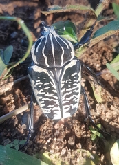 Goliathus albosignatus