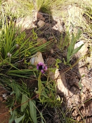 Dimorphotheca jucunda